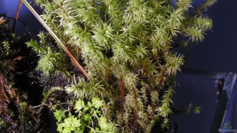 Moosstamm 1 von Bojo (10)