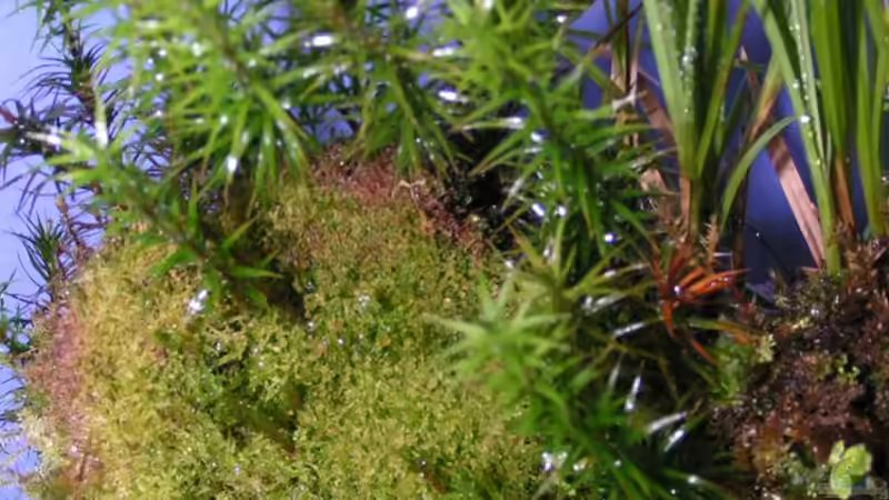 Moosstamm 2 von Bojo (11)