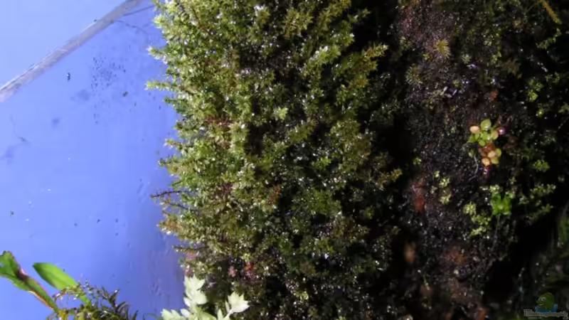 Moosstamm 3 von Bojo (12)