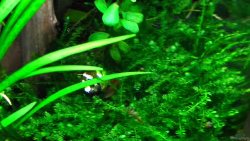 Moosstein nach 8 Wochen 18.03.2014 von Nanu (17)