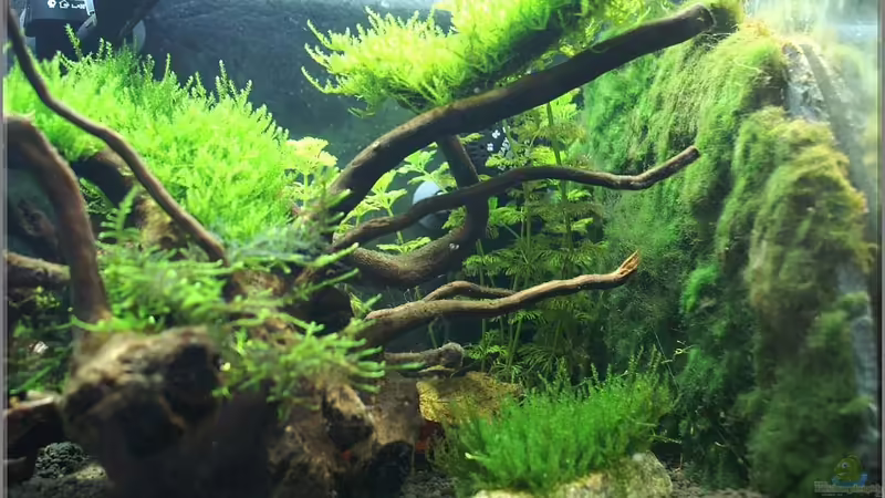 Mooswand von Christian Zwick (7)