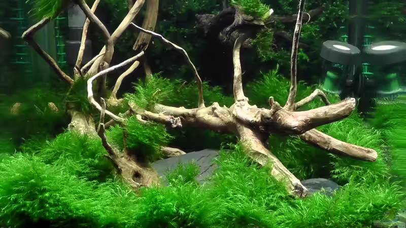 Mooswand von Pelzwanze (1)