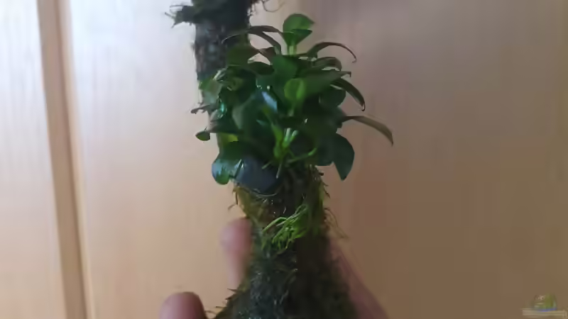 Mooswurzel Front (Anubia und Vesicularia) von Zazathustra (3)