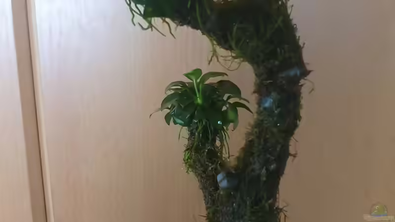Mooswurzel Heck (Anubia und Vesicularia) von Zazathustra (4)