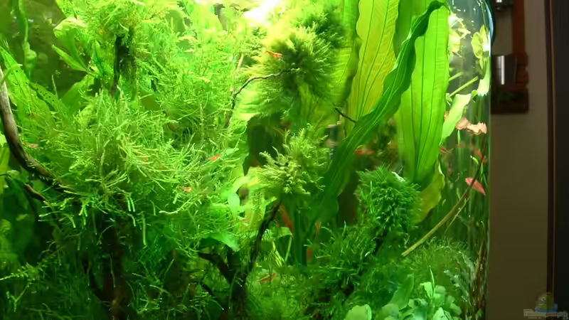 Mooswurzel von Herzilein (20)