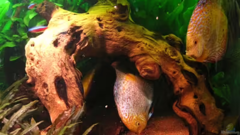 Mopani - Wurzel von Jogi (23)