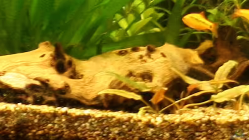 Mopani Wurzel - mit dem Javamoos bedekt von speedcats (12)