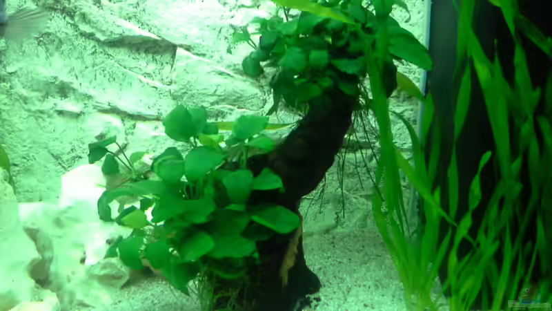 Mopani Wurzel mit Anubias bewachsen von AndreLeipzig (12)