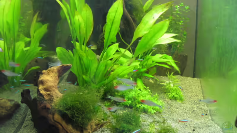 Mopani-Wurzel mit Java-Moos umbunden von Ralf Braun (4)