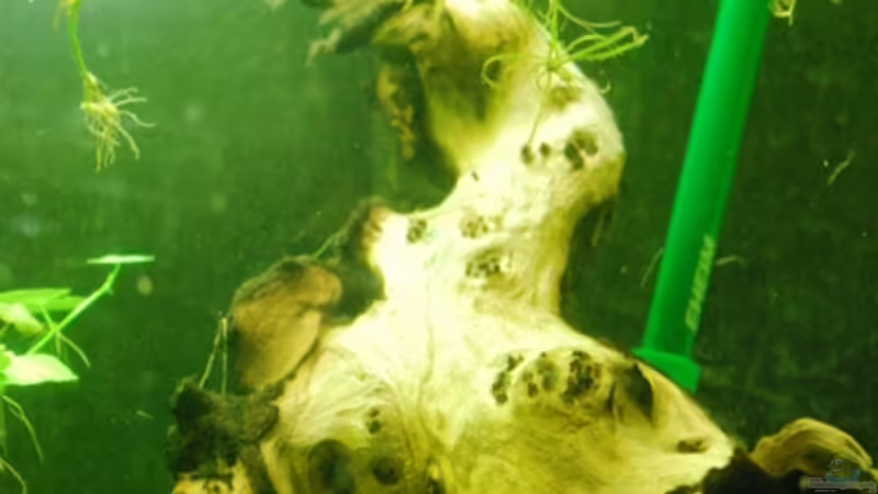 Mopani-Wurzel von Launebär (5)