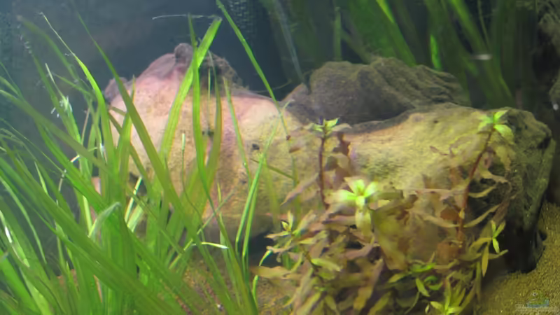 Mopani Wurzel von Locke1992 (14)