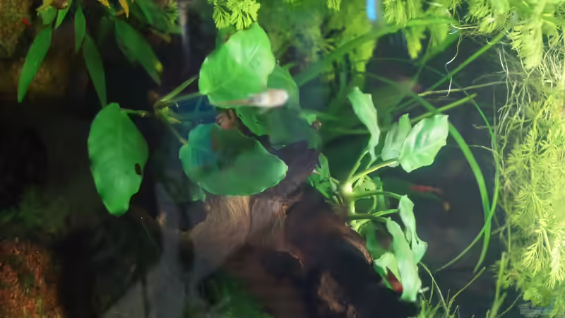 Mopani Wurzel von Raphi (11)