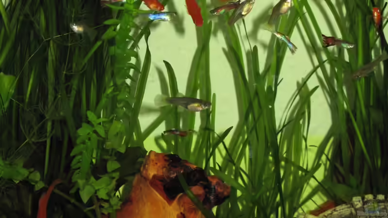 Mopani Wurzel von Tanja (4)