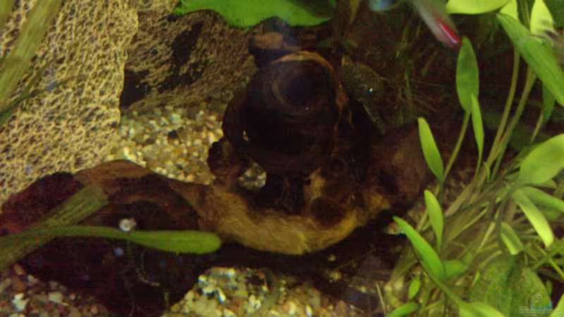 Mopanie Wurzel von manala (15)