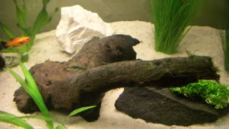 Mopaniewurzel am 27.10.2007 von Büdi II (19)