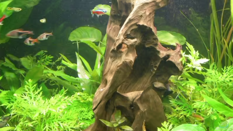 Mopaniewurzel von Bazzi (46)