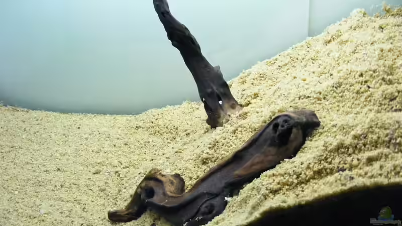 Mopanistücke für die Versteifung der Anhöhung von Falk (12)