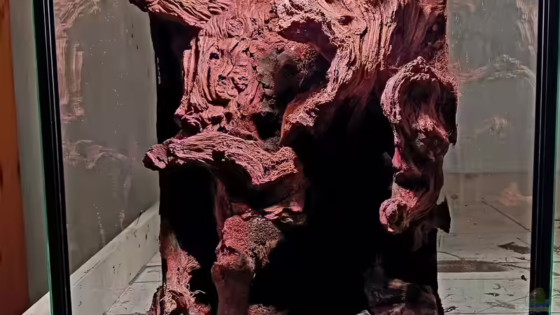 Mopaniwurzel als Rückwand von Junglist (12)