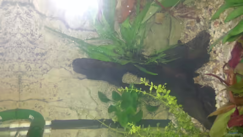 Mopaniwurzel mit Anubia und Javafarn von Omega (9)