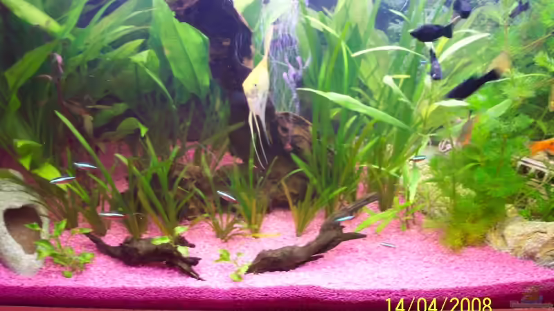 Mopaniwurzel und zwei morkienwurzeln von Ingo Dahl (12)