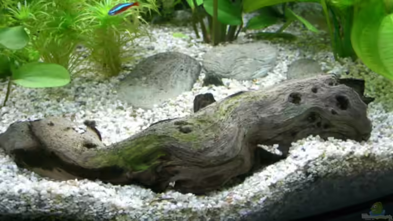 Mopaniwurzel von Alexander Eckel (19)