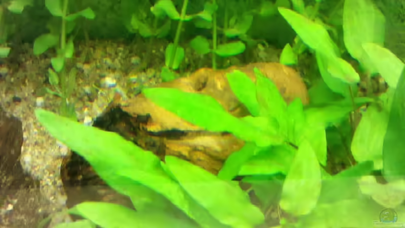 Mopaniwurzel von De Millo (17)