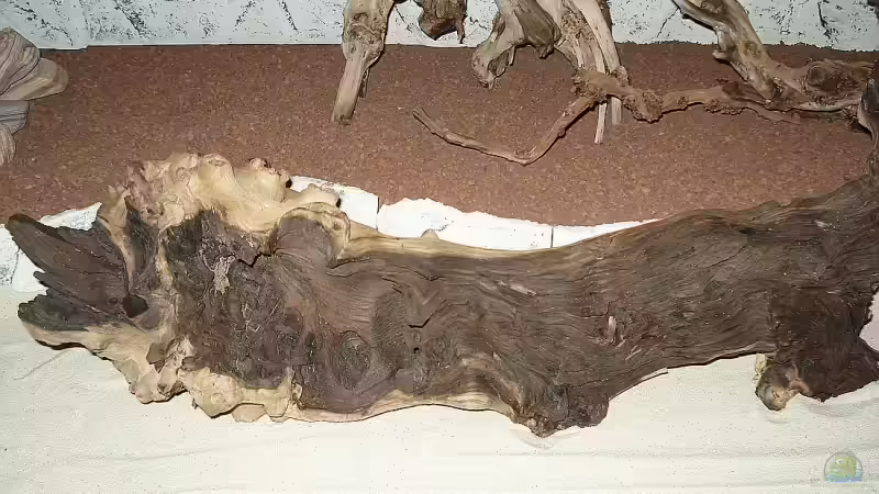 Mopaniwurzel von Florian Kallinger (16)