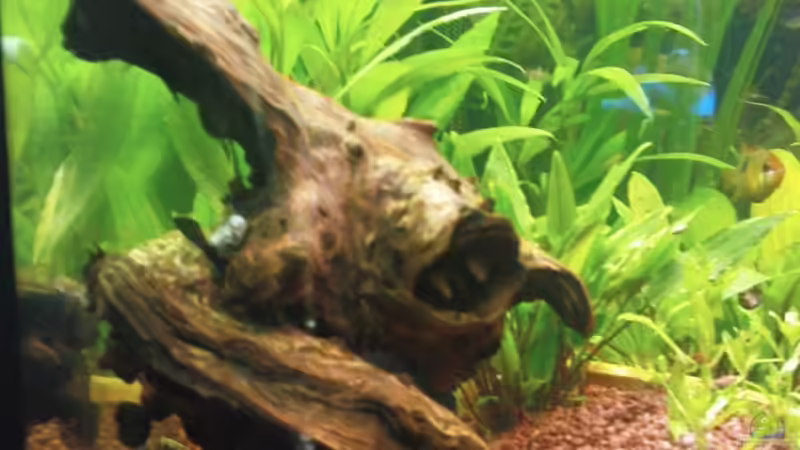 Mopaniwurzel von Maria Dicke (14)