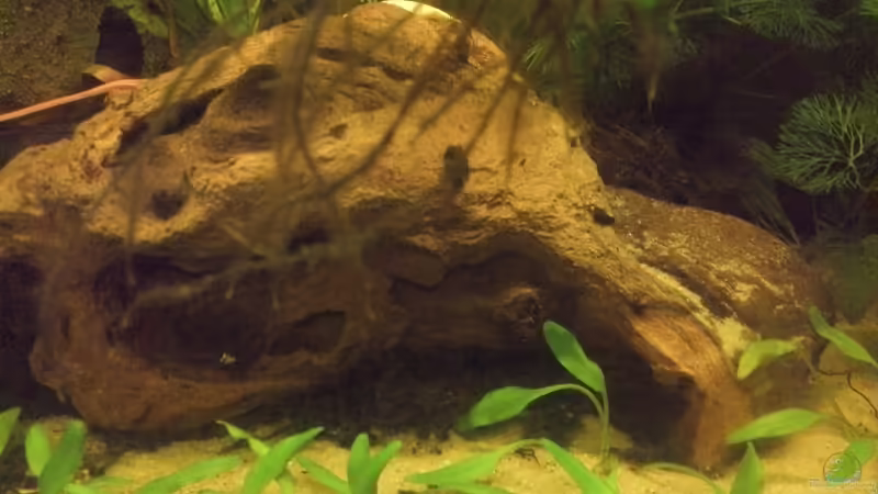 Mopaniwurzel von Patrick Scheffer (14)