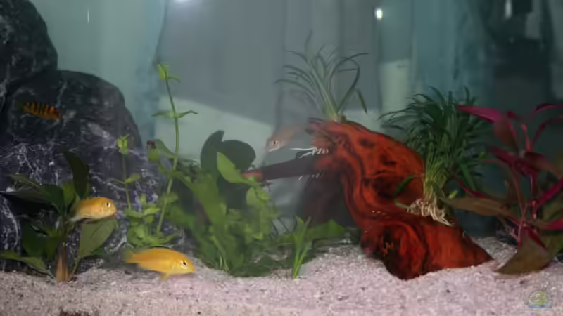 Mopaniwurzel von Photi (3)