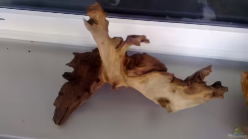 Mopaniwurzel von Steven Tumma (31)