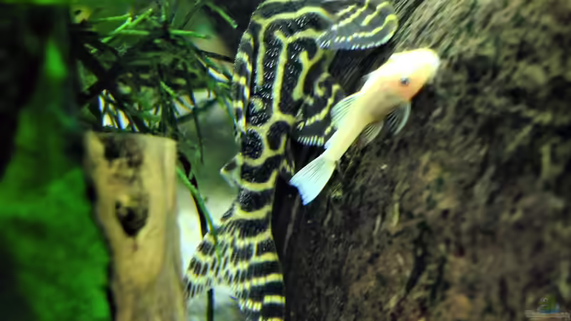 more... von Taiwanese Inai (8)