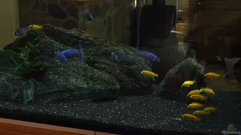 Morgendämmerung von Malawi Duck (17)