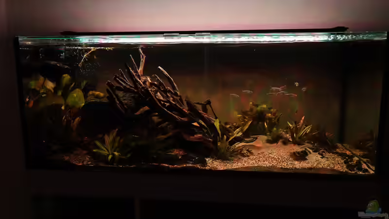 Morgendämmerung von Philip (7)