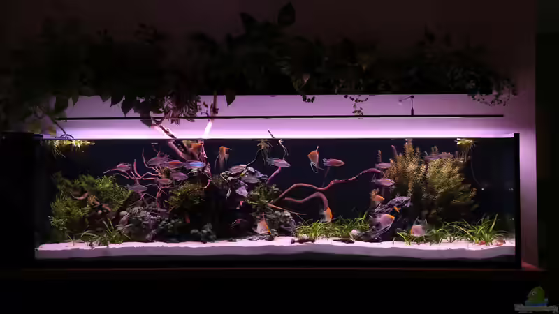 Morgenröte von Michinet (5)