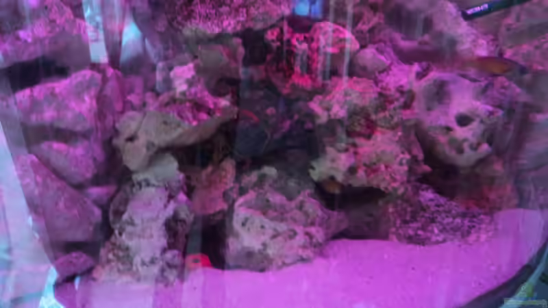 Morgenrot leider am Tage Fotografiert von malawifans (6)