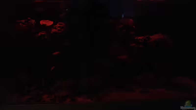 Morgenrot von Truthahnmann (3)