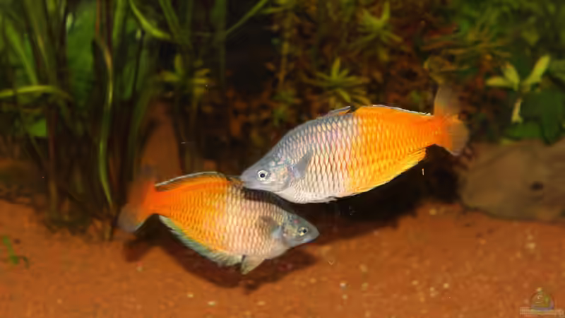 Morgens beim balzen von Schmausi (14)