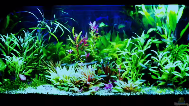 Morgenstimmung 15.03.2018 von Reiner Dr. Med. Jesse (14)