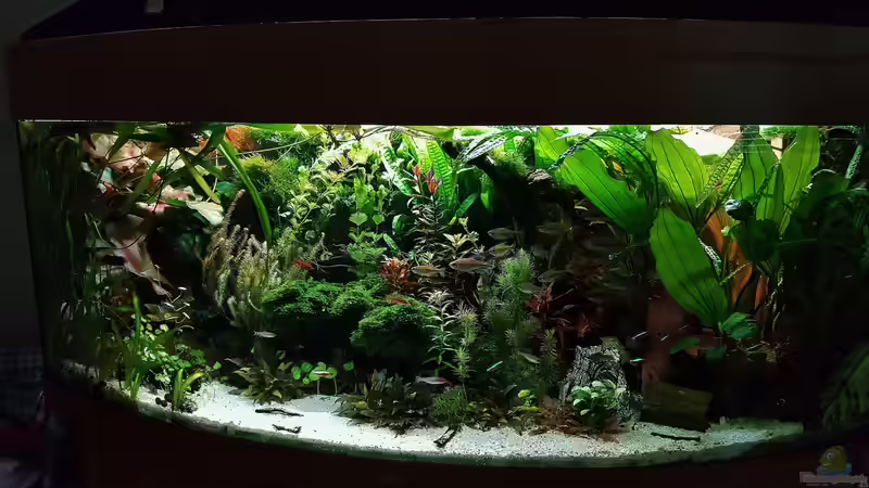 Morgenstimmung 18.06.2016 von Thomas Müller (4)