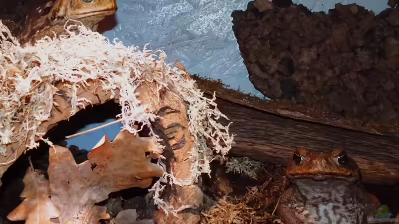 Morgenstund an Krötenschlund von Cichliden-Kabuff (27)