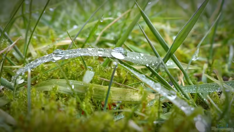 Morgentau: Ein Naturphänomen mit großer Bedeutung