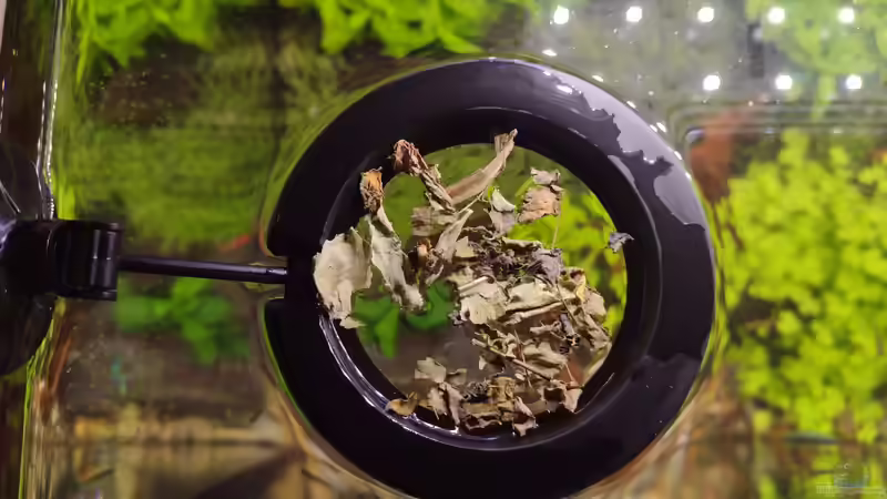 Moringa oleifera- und Löwenzahnblätter v. 10.02.2024 von C-NA (39)