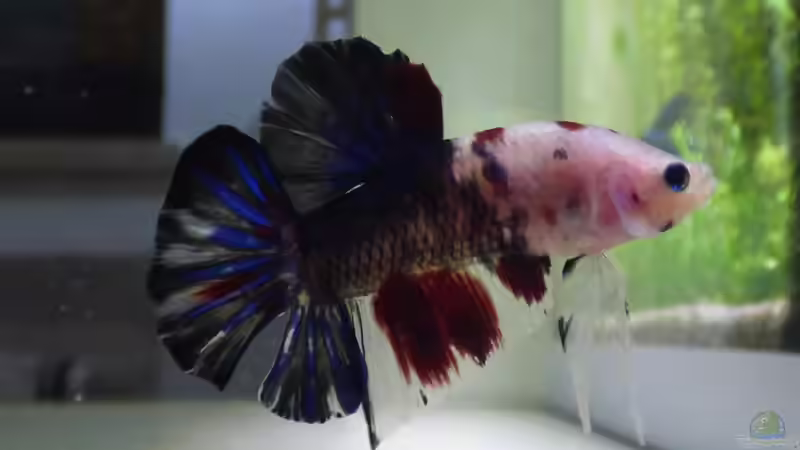 Moritz von Stephy (20)