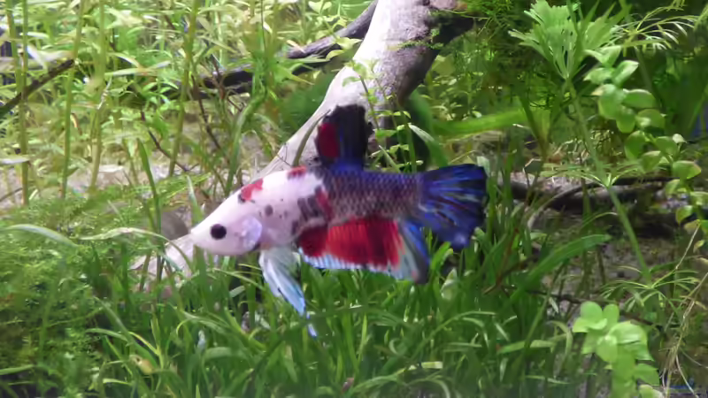 Moritz von Stephy (23)