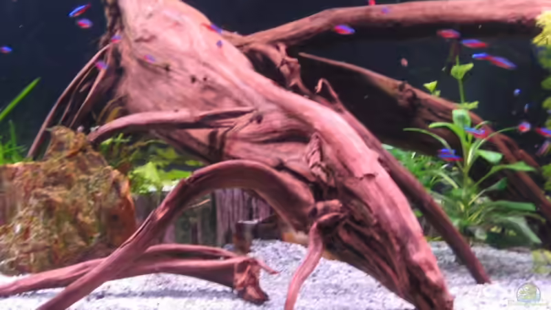 Morkien Wurzel von Eberhard Brammer (3)