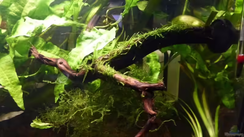 Morkienholz mit Saugnapf an der Scheibe befestigt und mit javamoos bepflanzt von Jessi & Daniel (8)