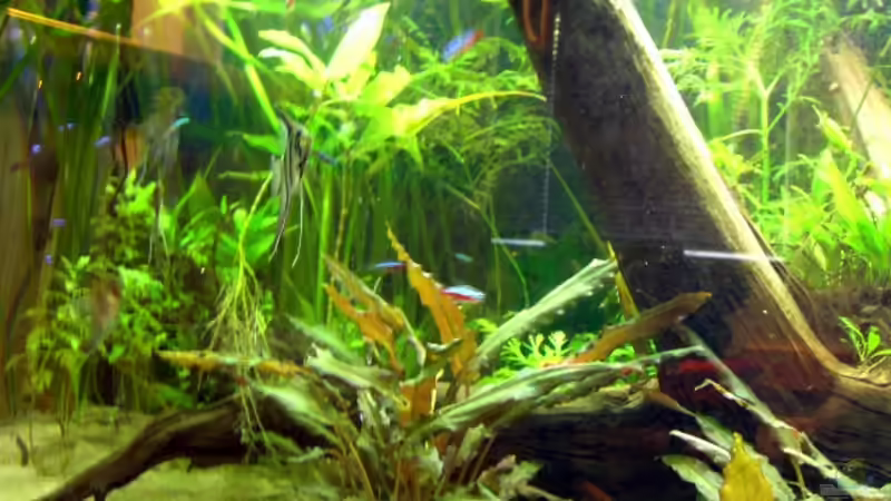 Morkienholzwurzel von Dennis Röthemeier (6)