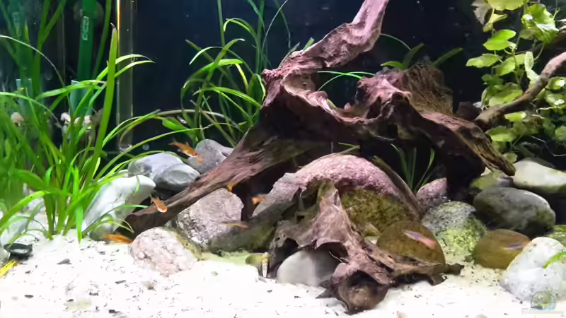 Morkienwurzel  von mikeschchaos (4)