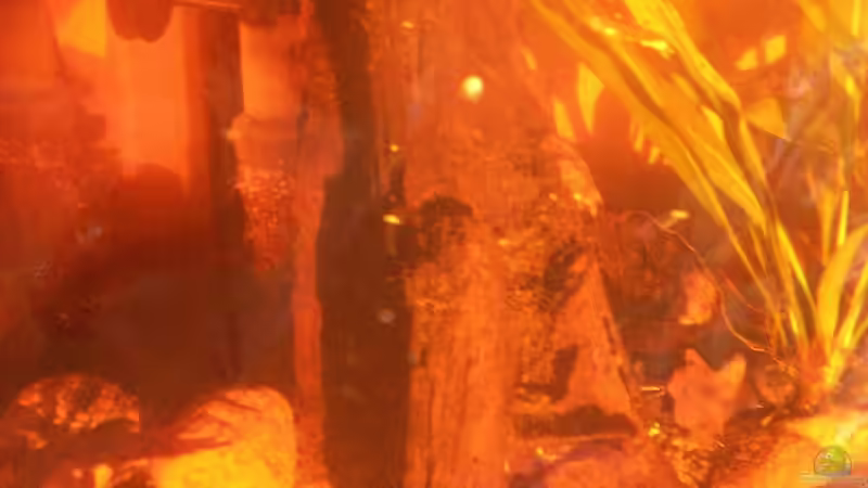 Morkienwurzel (bei Sonnenuntergang) /21.06.2013, ca. 21.30/ von Südamerikafreak BK (39)